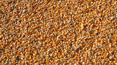 Corn 264520 1280