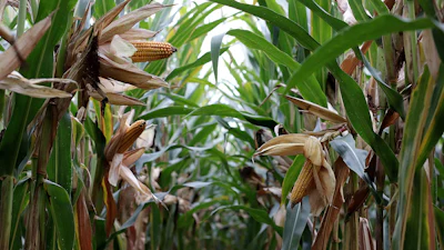 Corn On The Cob Feild Pixabay