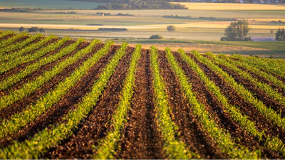 Corn Rows Field Growing Pixabay