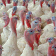 Turkey Profiles