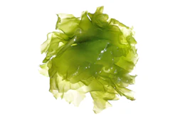 Green Algae