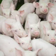 Piglets Group