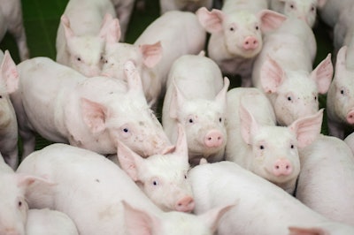 Piglets Group