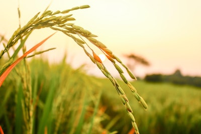 Rice 3607406 1280