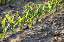 Agriculture 4262872 1280