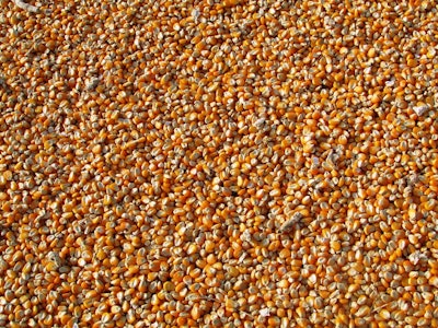 Corn Pile Closeup