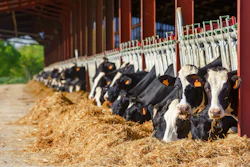 Holstein dairy cows resting in straw-lined barn with milking equipment