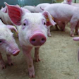 Piglets Walking Away From Feeder