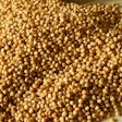 Sorghum Grain