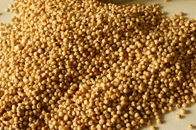 Sorghum Grain