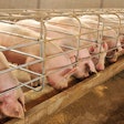 Swine Feed Formulation For Pig Diets