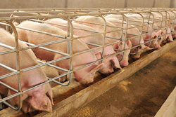 Swine Feed Formulation For Pig Diets