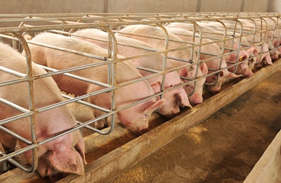 Swine Feed Formulation For Pig Diets