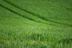 Wheat 7208997 1280