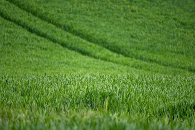 Wheat 7208997 1280