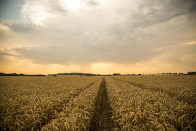 Wheat Field 850326 1280
