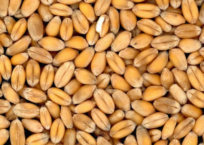 Wheat Grain Close Up