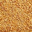 Wheat Grains (3)