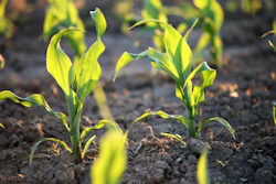 Young Corn 6312239 1280