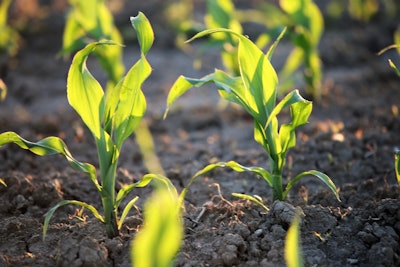 Young Corn 6312239 1280