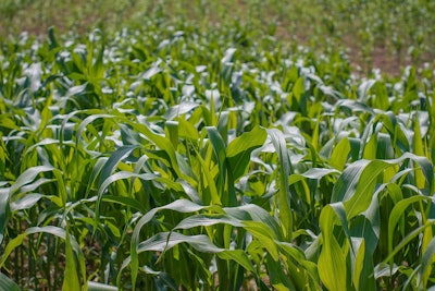 A Field Of Corn 2445101 1280
