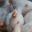 Broilers Up Close