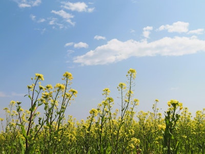 Canola Flowers Bright Sky Pixabay