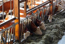 Cowshed Feeding Pixabay