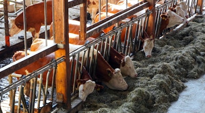 Cowshed Feeding Pixabay