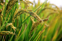 In Rice Field Pixabay