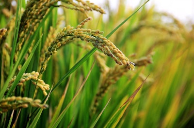 In Rice Field Pixabay