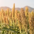Sorghum Field