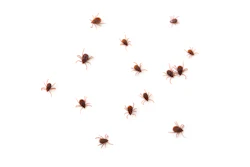 Ticks