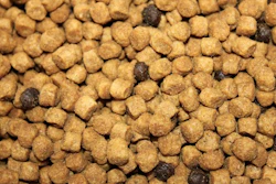 Up Close Pet Food Andrea Gantz