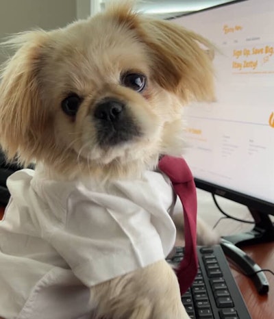 Zsa Zsa will serve as Zesty Paw’s ambassador while sniffing, sampling and tail-wagging her way through the latest in product developments.