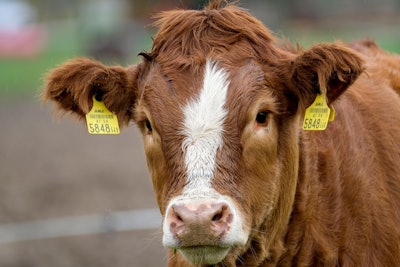 Beef Cow