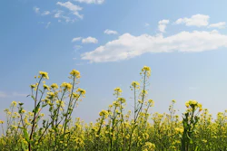Canola Flowering Sunny Day Pixabay