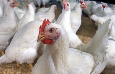 Chickens