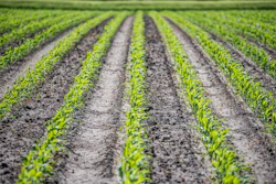 Corn 3470063 1280