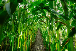Corn Growing In Row