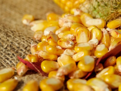 Corn Kernels