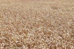 Field 1126173 1280