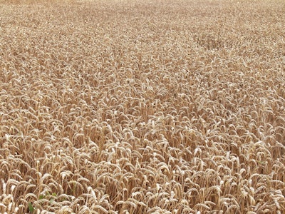 Field 1126173 1280