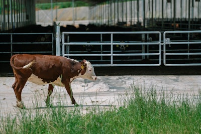 Pasture Beef Cow