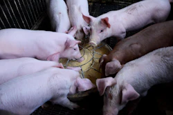 White and brown pigs crowded together around a yellow feeding trough