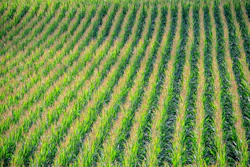 Planted Corn In Field