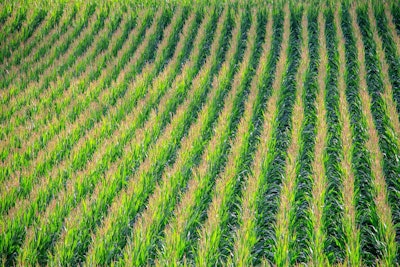 Planted Corn In Field