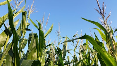 Cornfield 2685412 1280