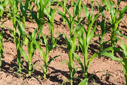 Cornfield 7280291 1280