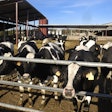 Dairy Cows Outside
